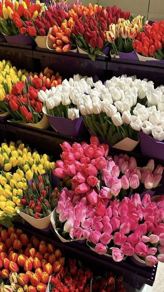 Only Tulips (@tutututututulip) on Twitter photo 