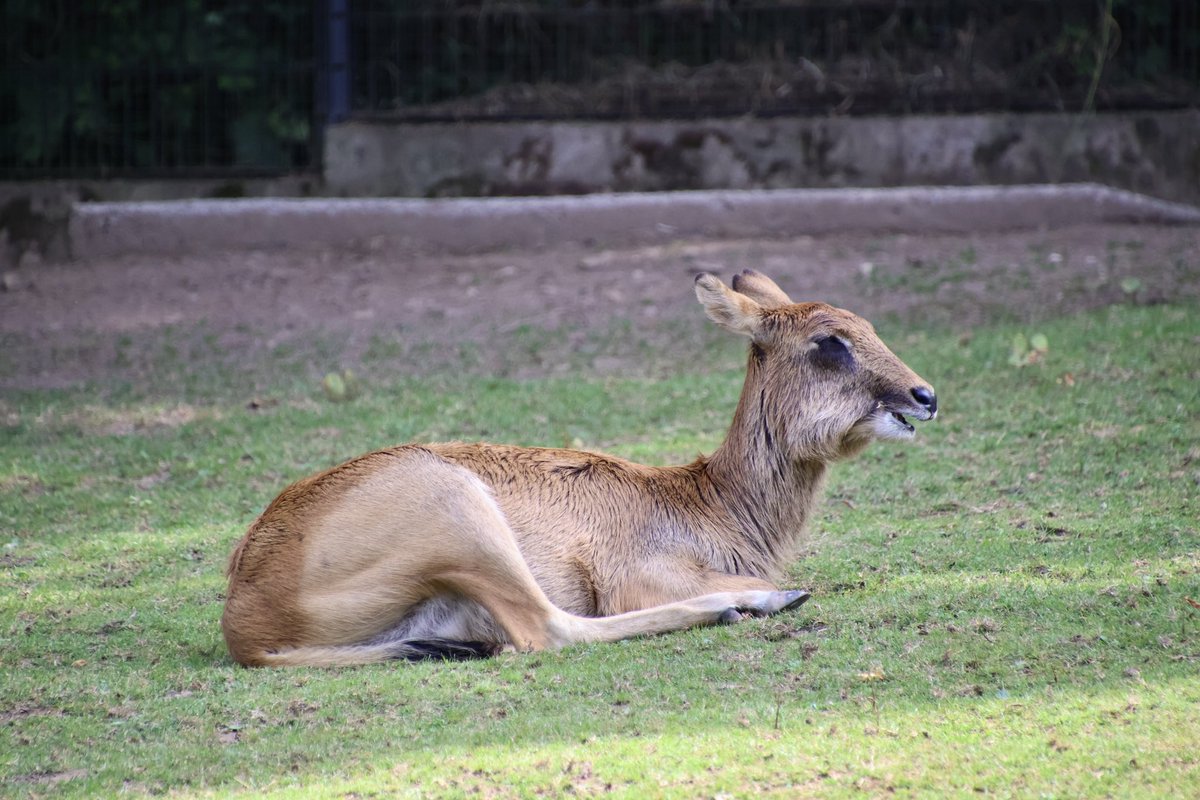 Mr.シンゲツ (@SGV_Destroyer) / Posts / X