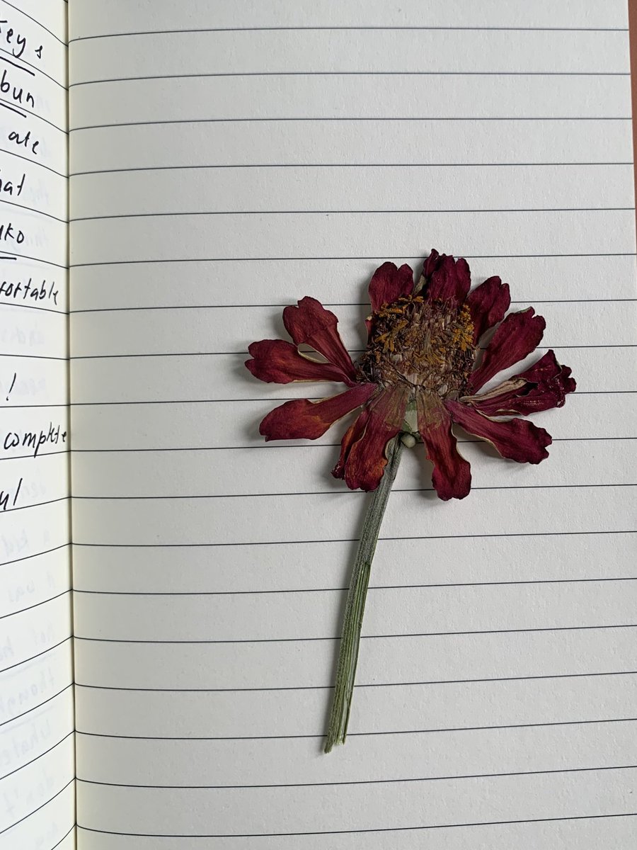 Good morning! Please take a peek at the pressed flowers tucked inside ...