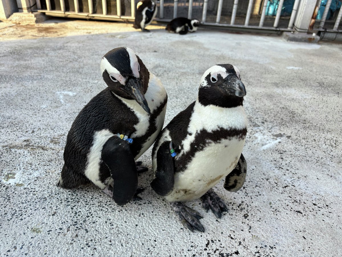 本日2/2は #カップルの日 🧑🏻‍❤‍🧑🏻／ 仲良く過ごすペンギンたち