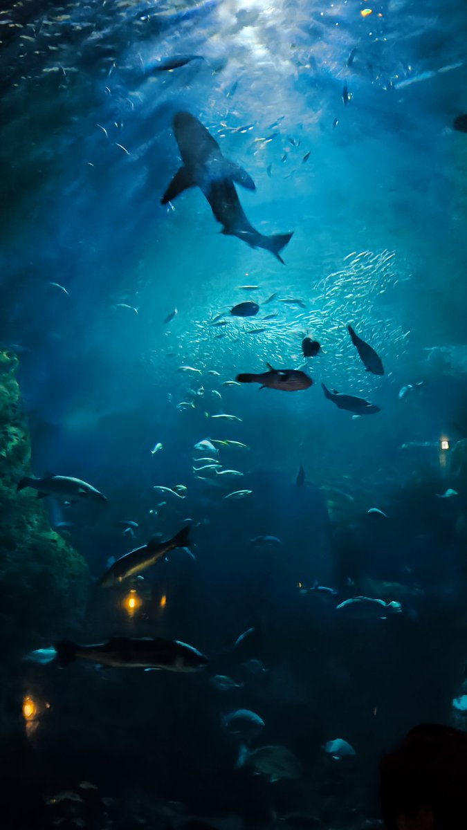 boshi_megu's tweet image. 閉館した新江ノ島水族館をランタン片手に巡ってきました！
#ぶらめぐる