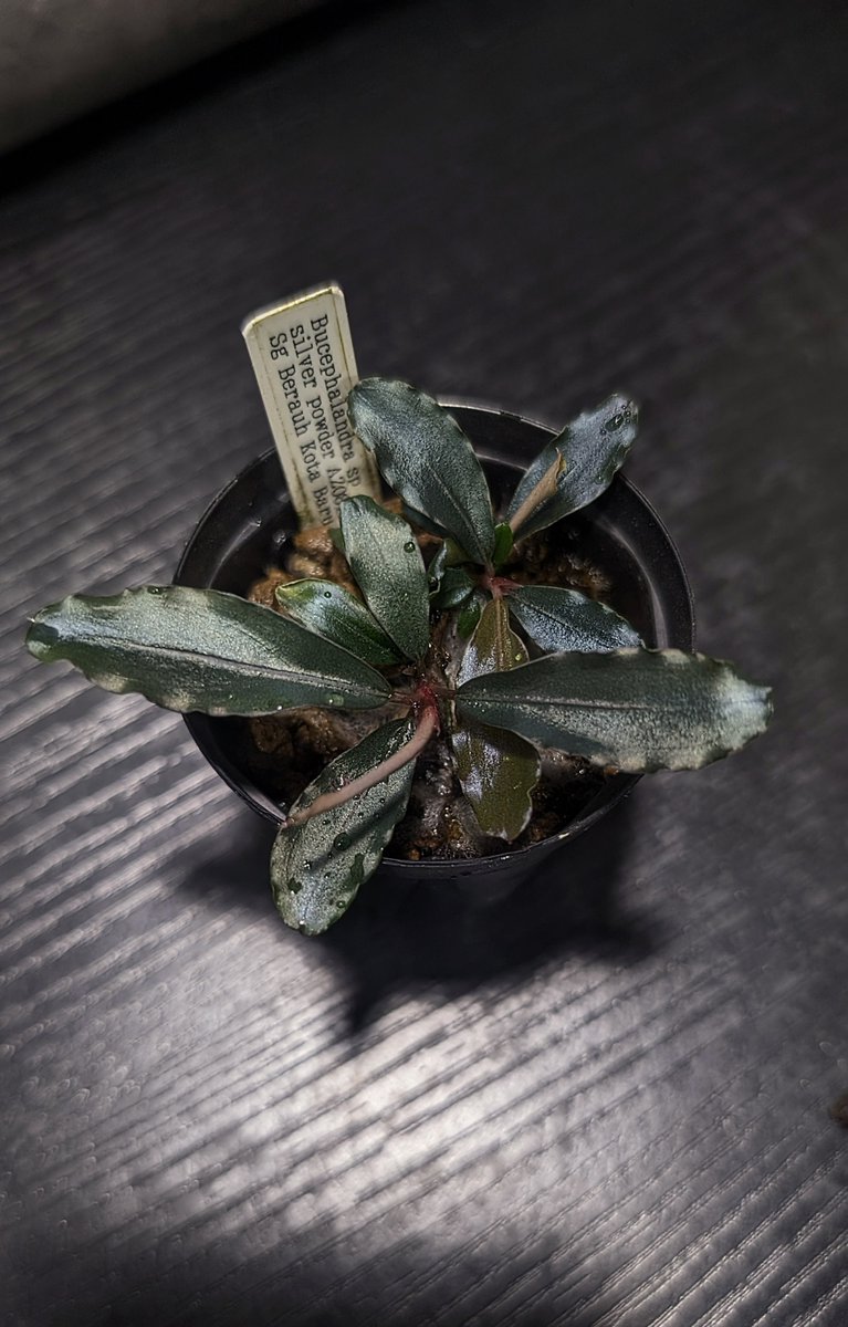 ありゅーあ (@sa_allure3838) / Posts / X