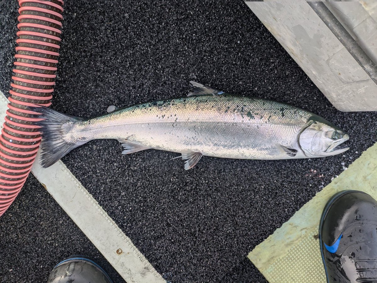 BlueBlue（ブルーブルー） (@BlueBlueFishing) / Posts / X