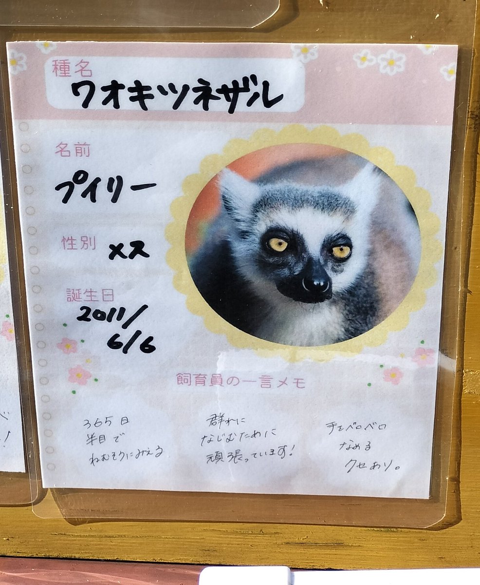 【未開封】ワオキツネザル　根付 未開封】ワオキツネザル 根付 6900 ワオキツネザル：おもちゃ：百町森