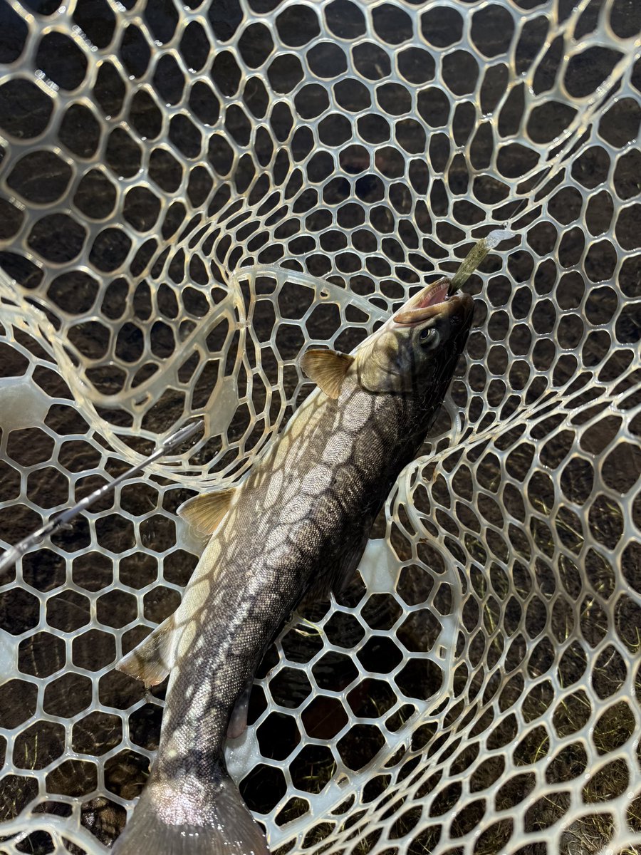 トトロ🍃 (@TOTORO_JZX100) / Posts / X