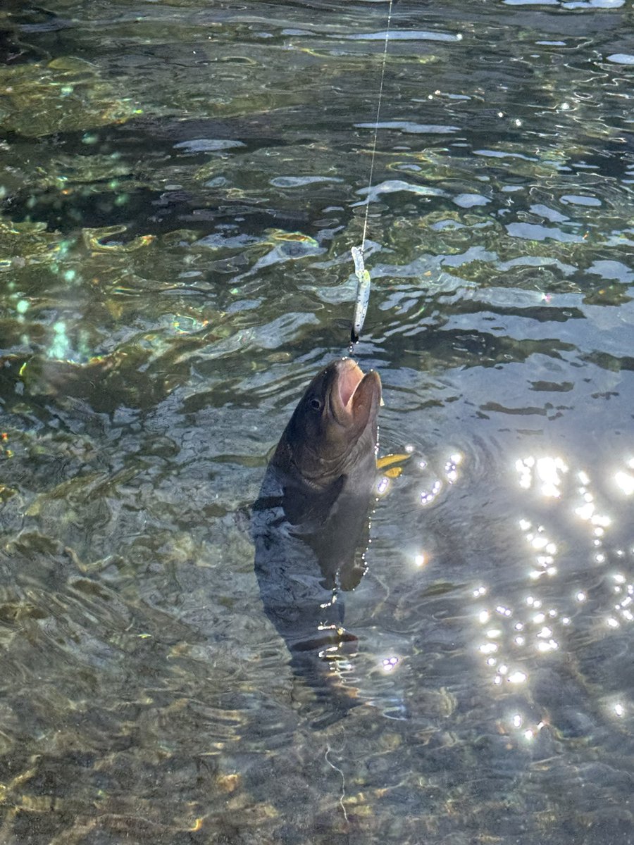 トトロ🍃 (@TOTORO_JZX100) / Posts / X