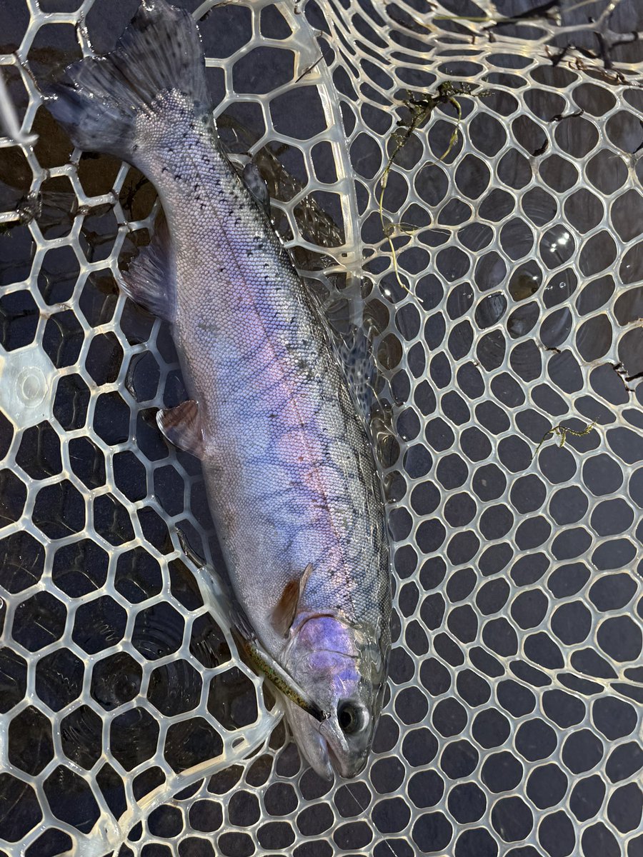 トトロ🍃 (@TOTORO_JZX100) / Posts / X