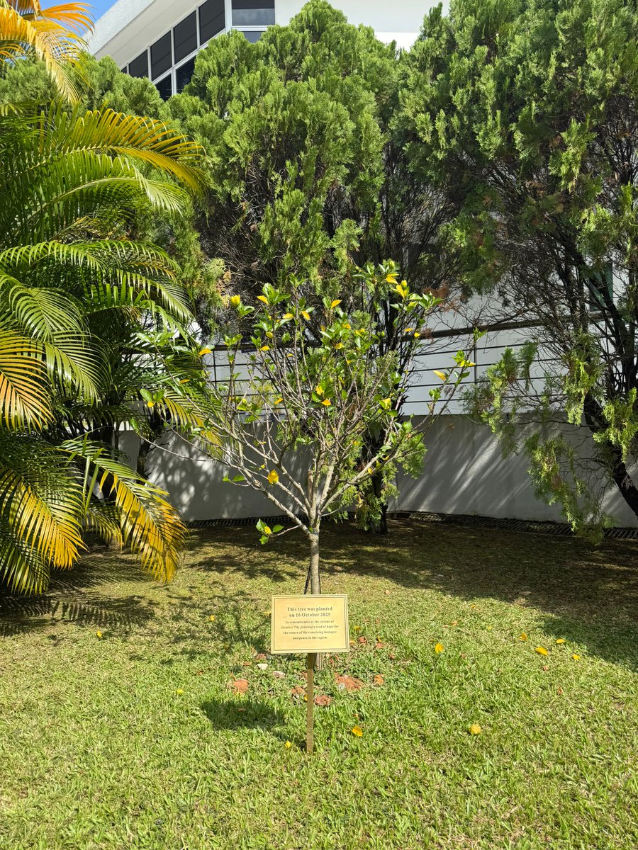 We planted this tree at a time of uncertainty - not knowing when the hostages would be released, counting the days, and holding on to hope.

On Tu B'Shevat, the New Year of Trees, we stand at the beginning of a new chapter, after all the hostages have come home. A reminder that