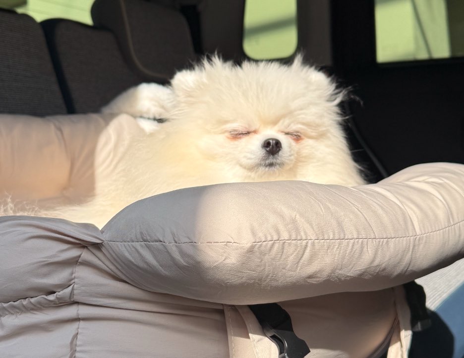 もも・なな💐ポメポメ (@pome_momonana) / Posts / X