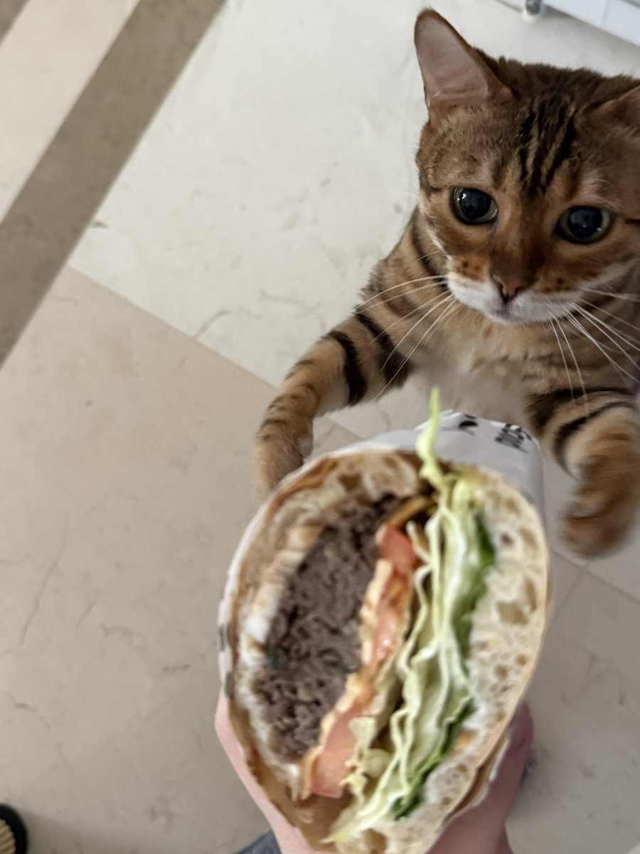 고양이는 샌드위치를 먹을 수가 없어요