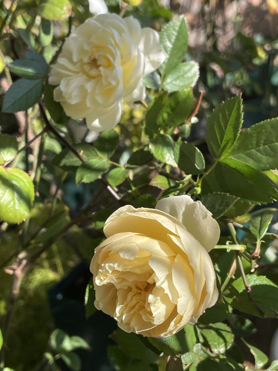 #プチ・ジョア
 
２月に入っても🌹房咲き
ガチの四季咲き☺️

#冬薔薇 #薔薇 #ばら 
#河本バラ園 #ロサオリエンティス