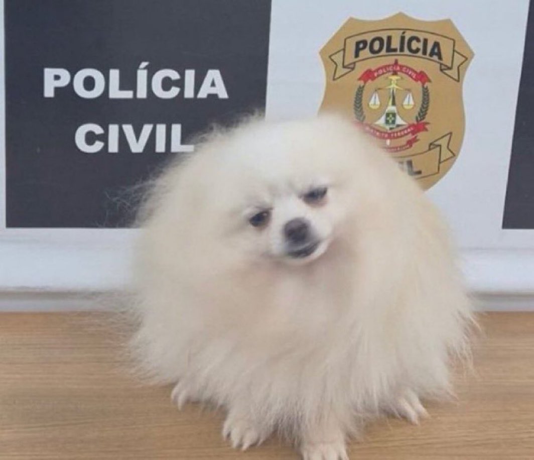 filhodaangelaroro tweet media