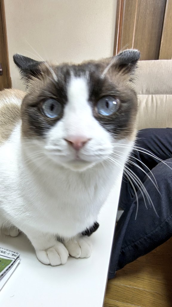 月曜日。若干イカ耳族の面々。 #ねこのいる暮らし𓏲𓎨 #ねこ