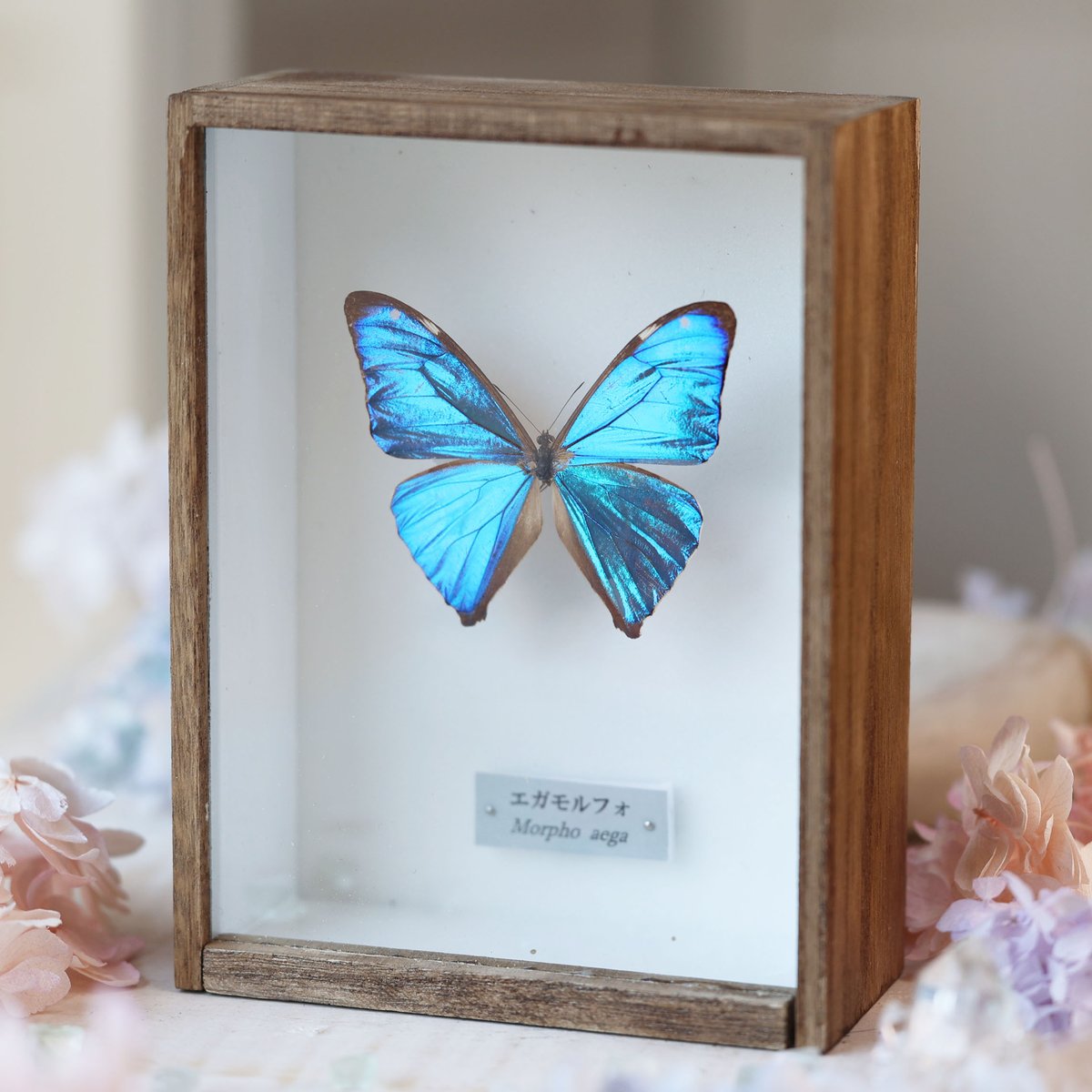 海福雑貨通販部の【蝶標本】に、蝶標本「エガモルフォ」を1点upしま