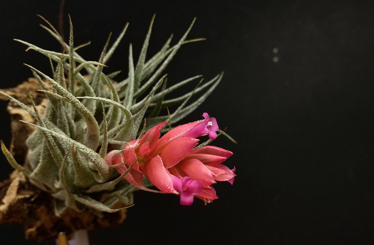 お客様の栽培株紹介】 2025年2月ご購入 花序はsprengelianaのような