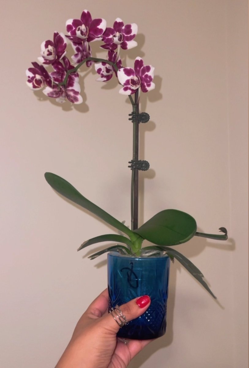 My man’s mom sent him to buy an orchid for his cousins bday. He ended up buying me one too because he had to spend $25 on his card lol a win is a win 💕🙂‍↕️