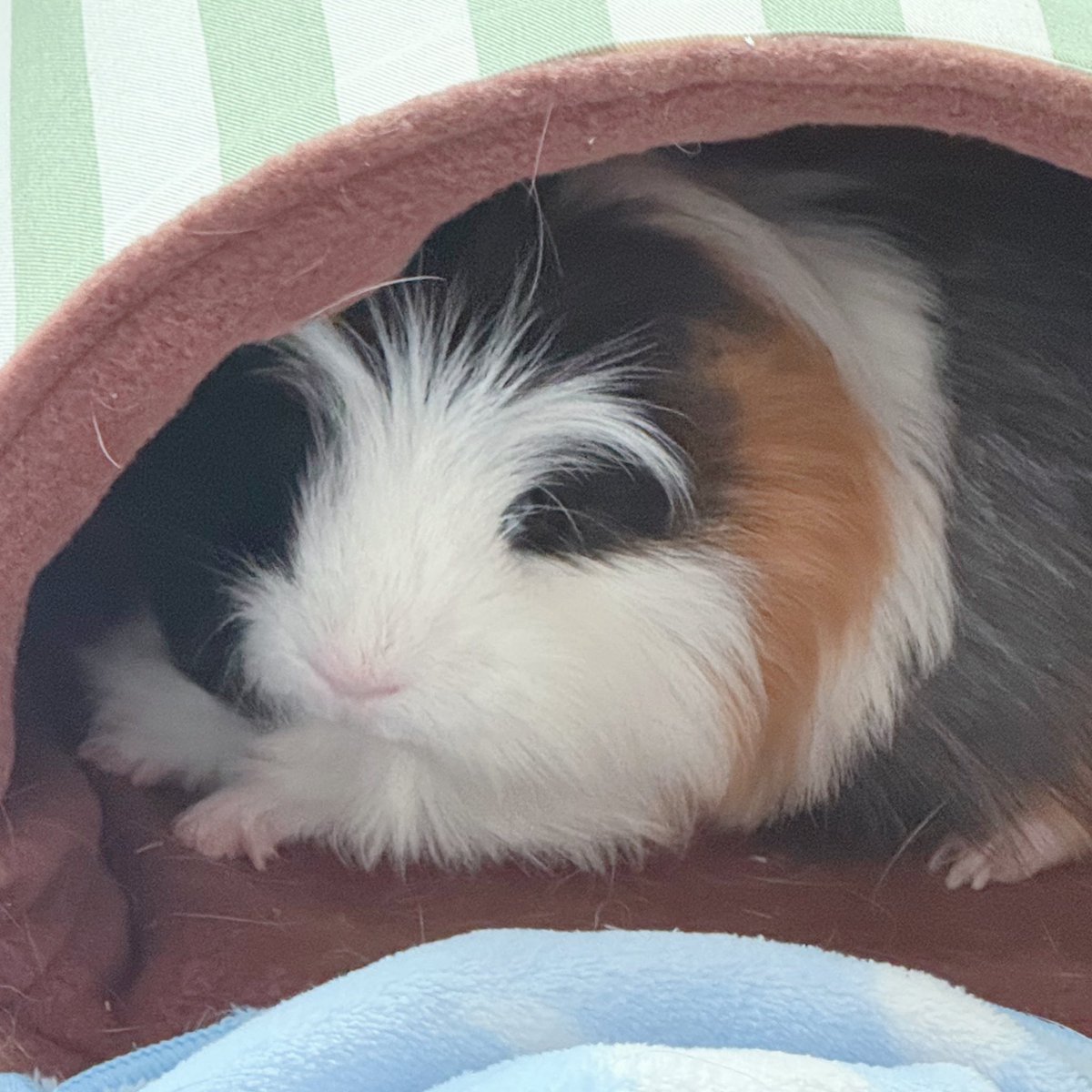 もこ (@moko2_mol) / Posts / X