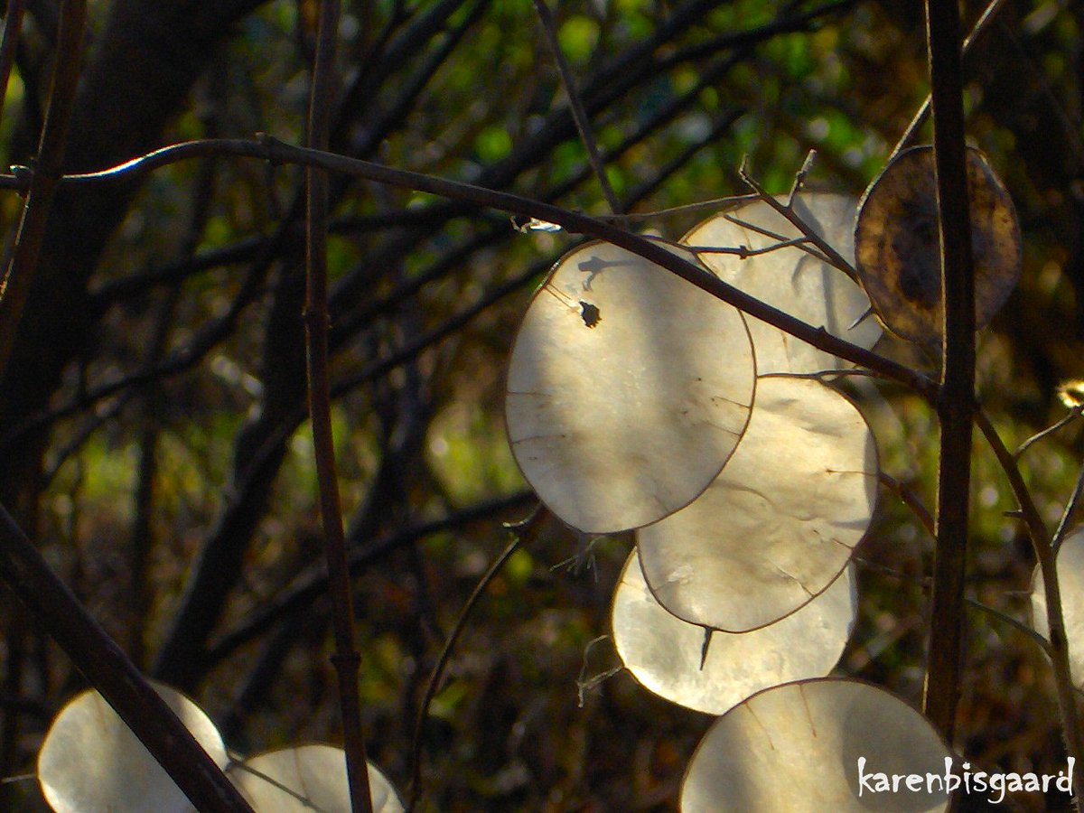 KarenBisgaard1's tweet image. karensnaturephotography.blogspot.com/2016/02/sun-ba…
#throwback10years #seedheads #moneyplant #winter