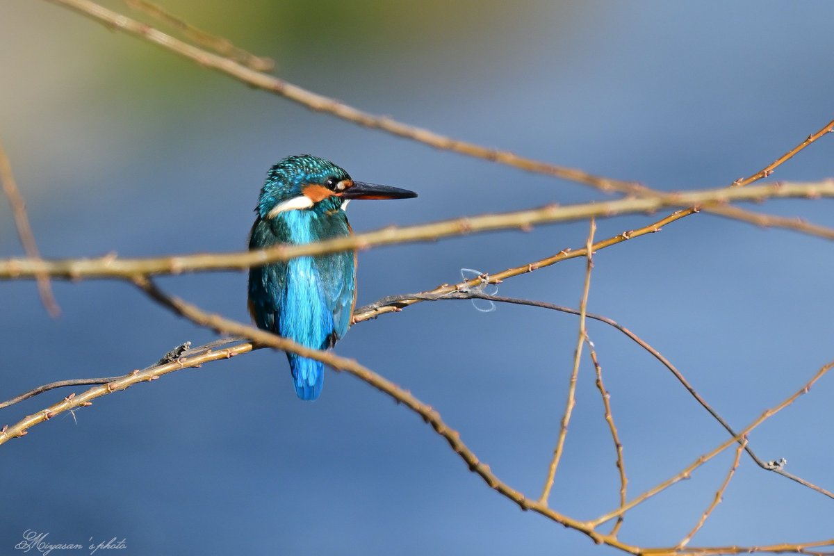 昼にちょっと仕事して 夜勤前の休憩時間に探鳥 カワセミいないかなーと