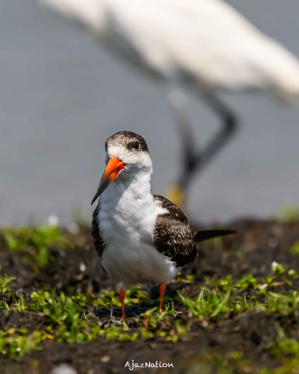 AFRICAN SKIMMER 

Distinctive tern-like bird with long wings, a short tail, and a bizarre bill in which the upper mandible is shorter than the lower mandible. #birding #birdphotography