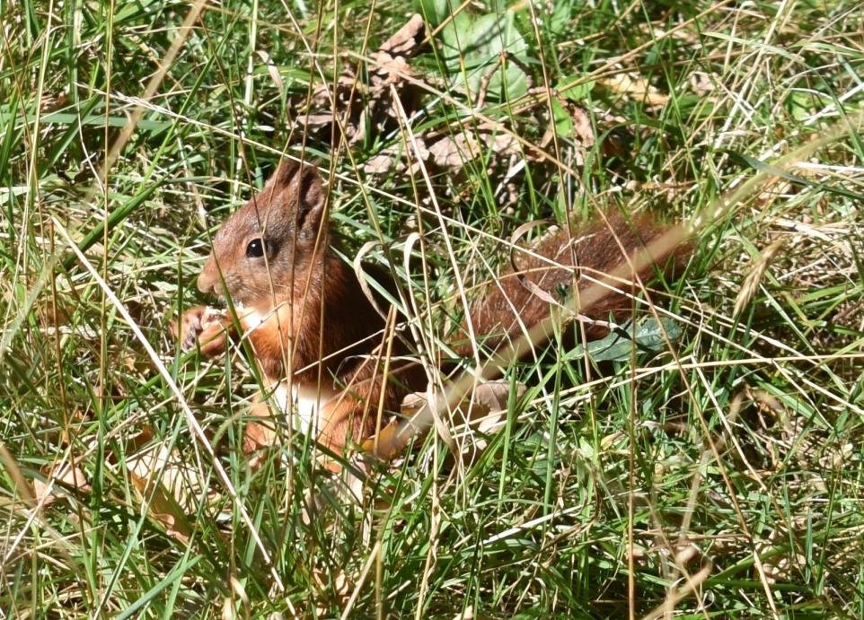 SquirrelAccord's tweet photo. This @yorkpress Young Reporter article highlights the need for more #conservation efforts to protect #redsquirrels. We have several new groups across #Yorkshire county. Email us if you want to get involved: SquirrelOfficers@squirrelaccord.uk

Article https://t.co/ldfLmfyahs https://t.co/NU2eGBC19o