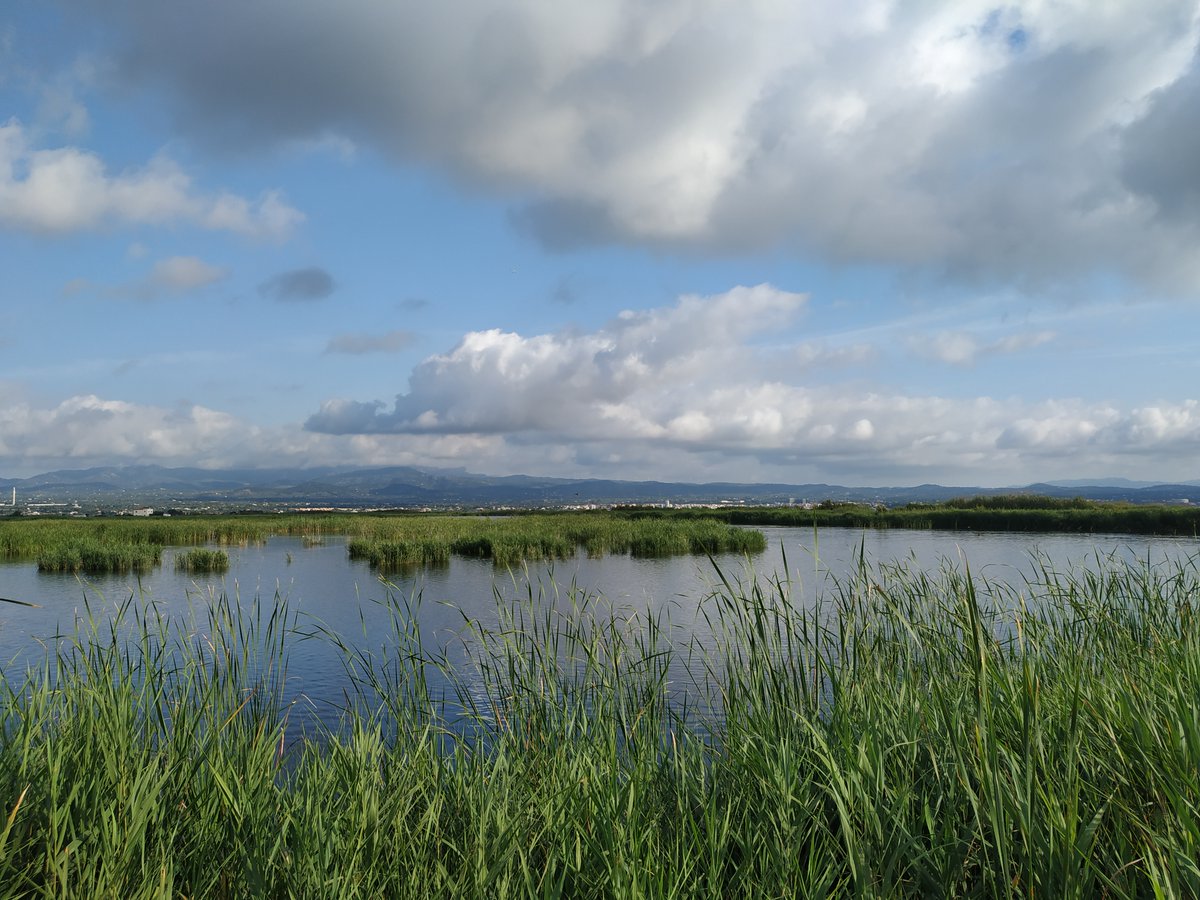Humedales Delta Ebro tweet media