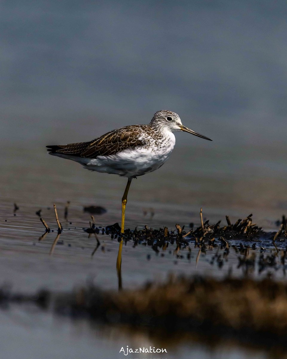 Common Greenshank 

Gentle-eyed large wader with a slightly upturned bill
📍 Lutembe 
#birdwatching 
#birdphotography 
#birdsofuganda