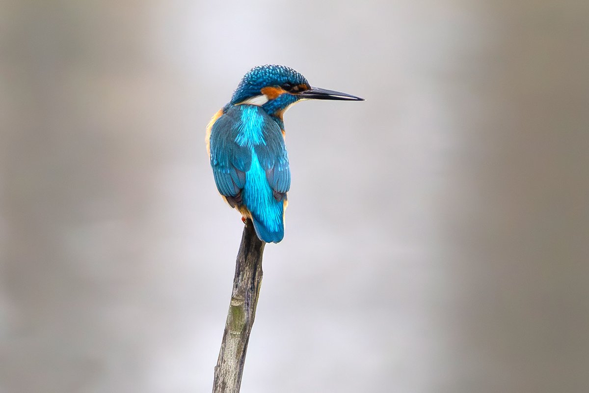 Joerg_Niederer's tweet photo. Der Eisvogel wurde in der Schweiz zum "Vogel des Jahres 2026" gewählt. Auf dem Foto ein Männchen auf seinem Ansitz bei der Hide am Flachsee (Reuss).
https://t.co/KIZvlA5zgx
#NichtNurNatur #NNN #Methodisten #Eisvogel #Schnabel #Deformation #Flachsee #Makel #Vogel #Sturztaucher https://t.co/YoN0aTp64d