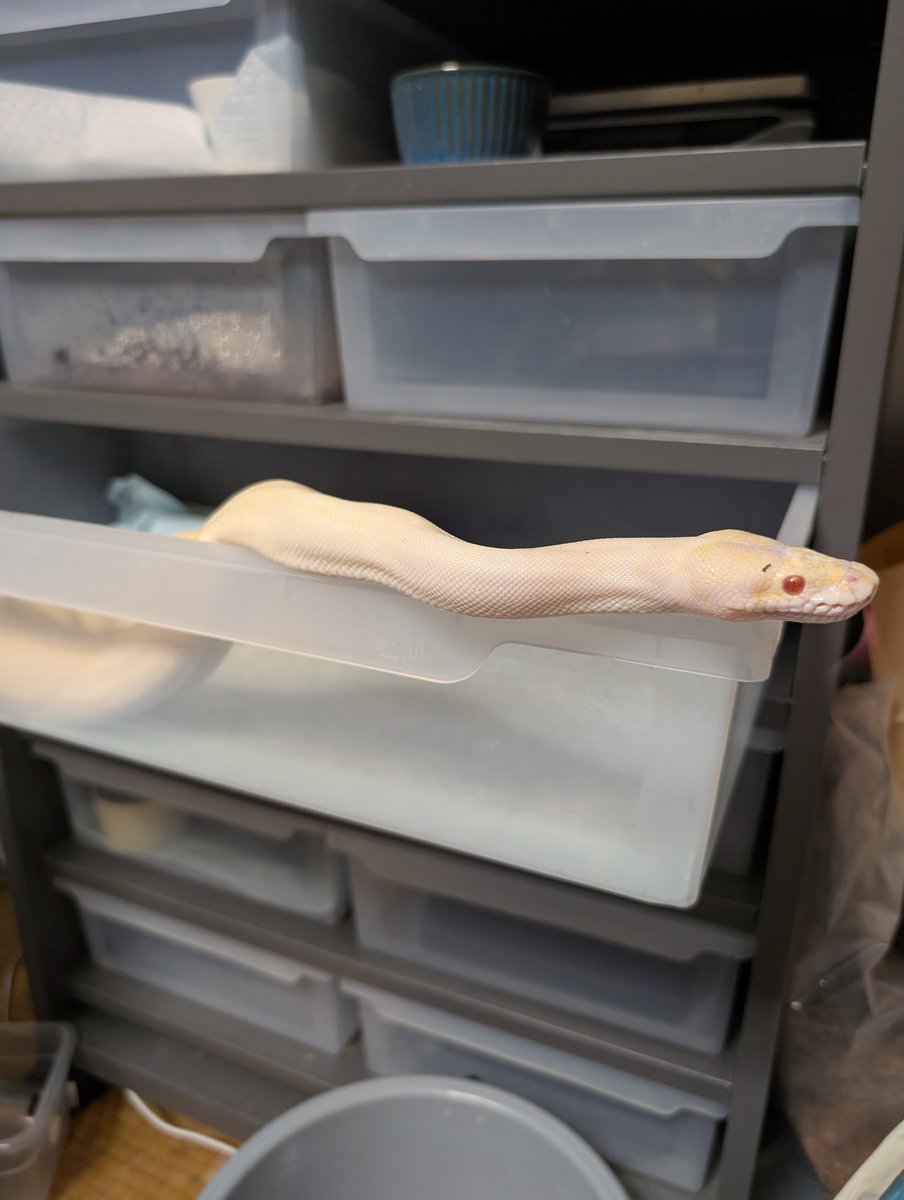 トンピ～ tweet media