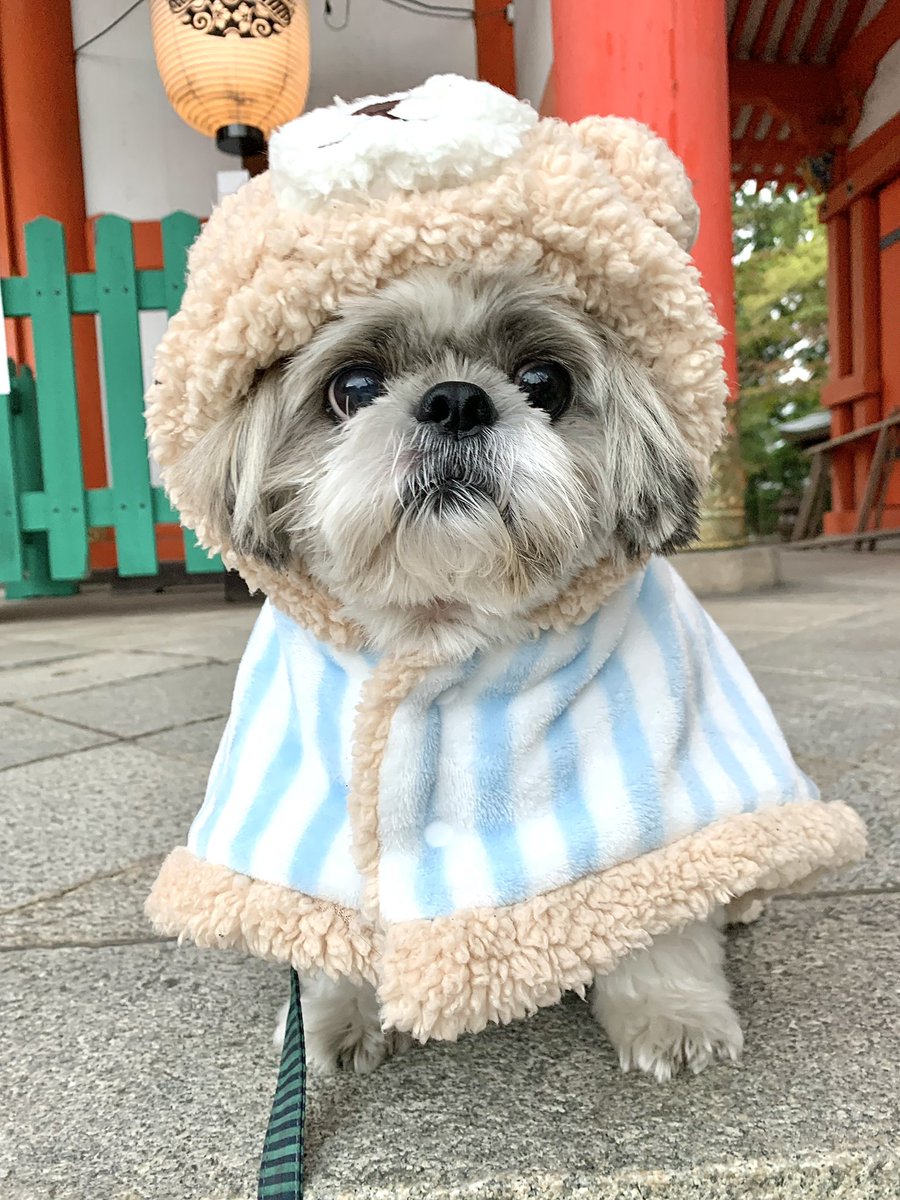 表と裏 どっちもステキなこともある みんなのわんちゃんを生ライブで