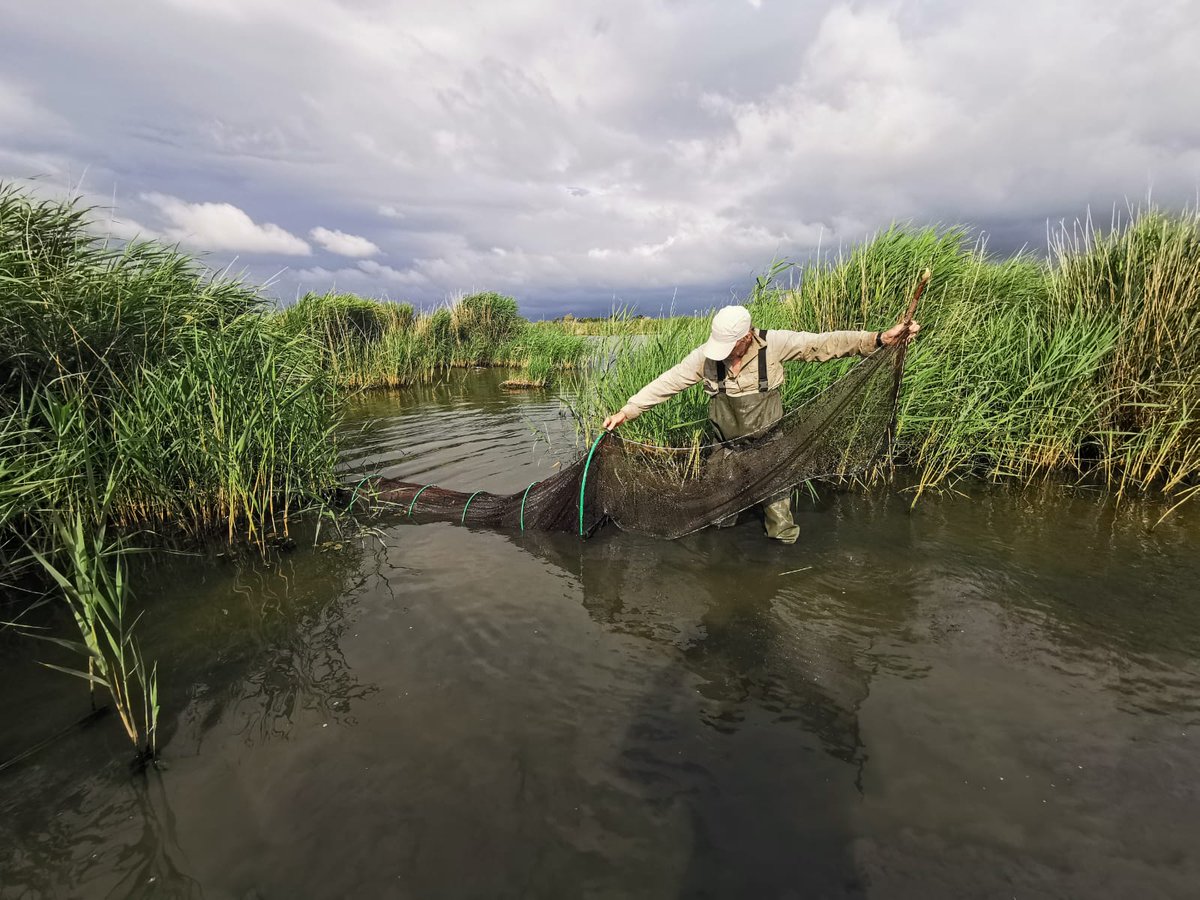 Hoy, 2 de Febrero, @humedalesdeltaebro celebramos el #DíaMundialDeLosHumedales destacando como los conocimientos tradicionales son esenciales para la  supervivencia de los humedales  y  la conservación del patrimonio cultural ligado a ellos. #WorldWetlandsDay2026 #wetlands