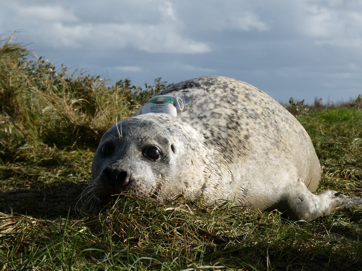 Parc éolien en mer du Calvados tweet media