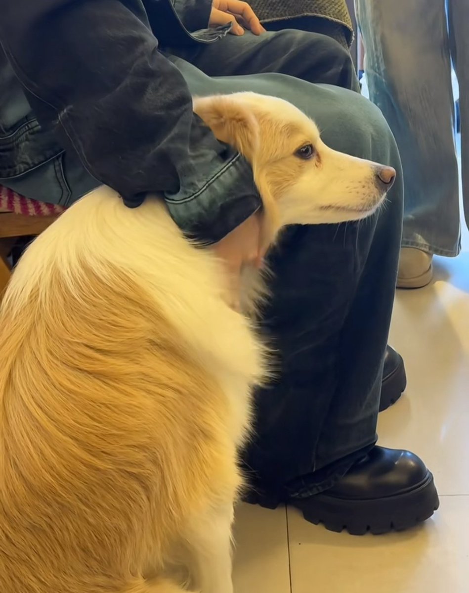 แล้วน้องหมาทุกตัวจะต้องชอบน้องหลิวอะไรขนาดนี้ก่อน มันรักแรกพบเลยหรือยังไง เพิ่งเจอกัน แต่น้องดึงมาซบก็ไม่ปฏิเสธอะไรเลย น้วยหาหมด😄