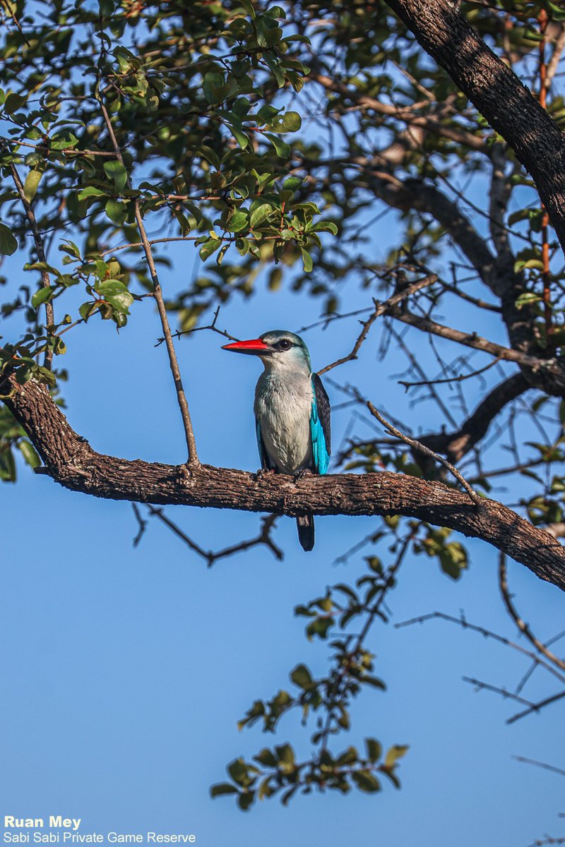 SabiSabiReserve's tweet image. Perched in the late afternoon light, a Woodland Kingfisher keeps watch from its leafy lookout. Often heard before it’s seen, its loud, laughing call is a familiar sound of summer and healthy woodland habitats. #bird #birding #birdlife