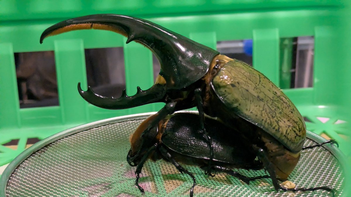 きまぐれプレ企画😆

DH.ヘラクレス初令幼虫5頭を1名様にプレゼントします！！
画像をよくご確認の上ご参加ください🙇‍♀️

ルーレットで当選者を決めます😁
 #プレ企画