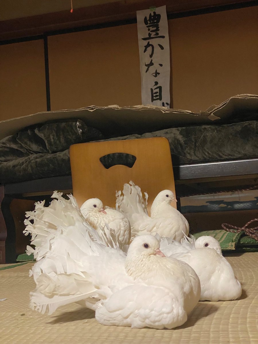 やーと。 (@ys_aviary) / Posts / X