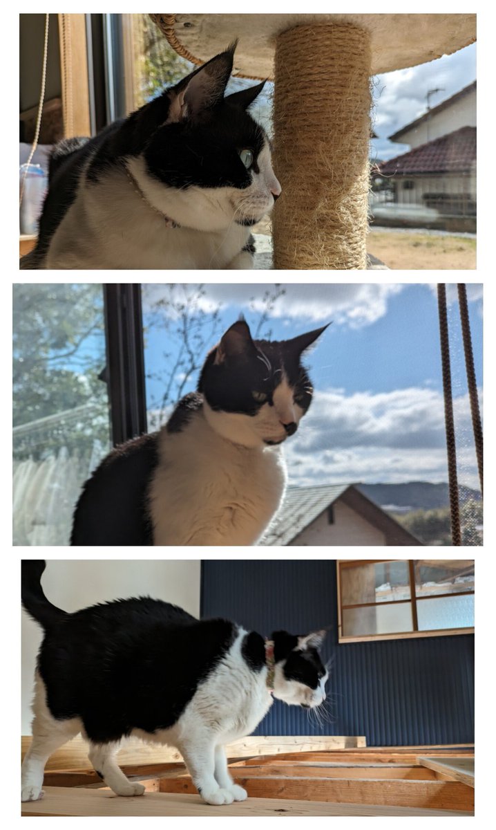 お庭にトレイルカメラを設置させていただき確認したところ別の猫さんでした。画像1枚目がトレイルカメラの動画から抜き出したもの、2枚目が似た角度のちょびの写真です。鼻やあごにブチがなく体の白黒のバランスも異なっています。ご協力いただけたおかげでちょびでないと知ることができて良かったです