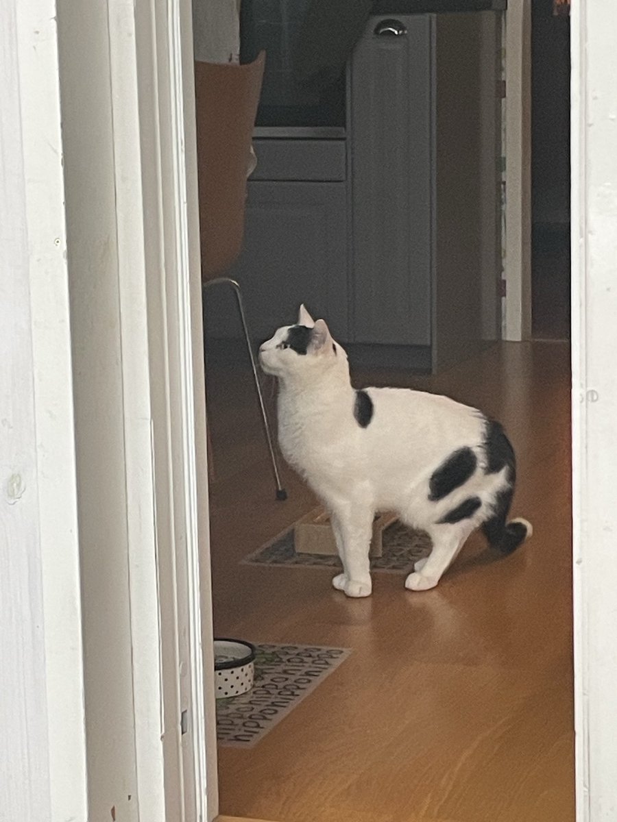 Ok, var är min omelett då??????😼😸😸