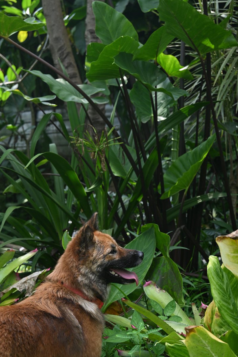 果音（かんちゃん） tweet media