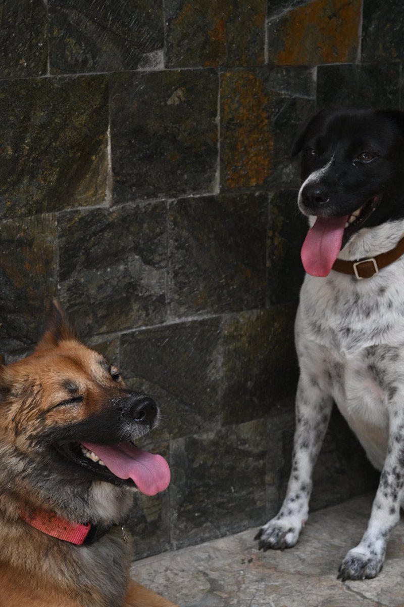 果音（かんちゃん） tweet media