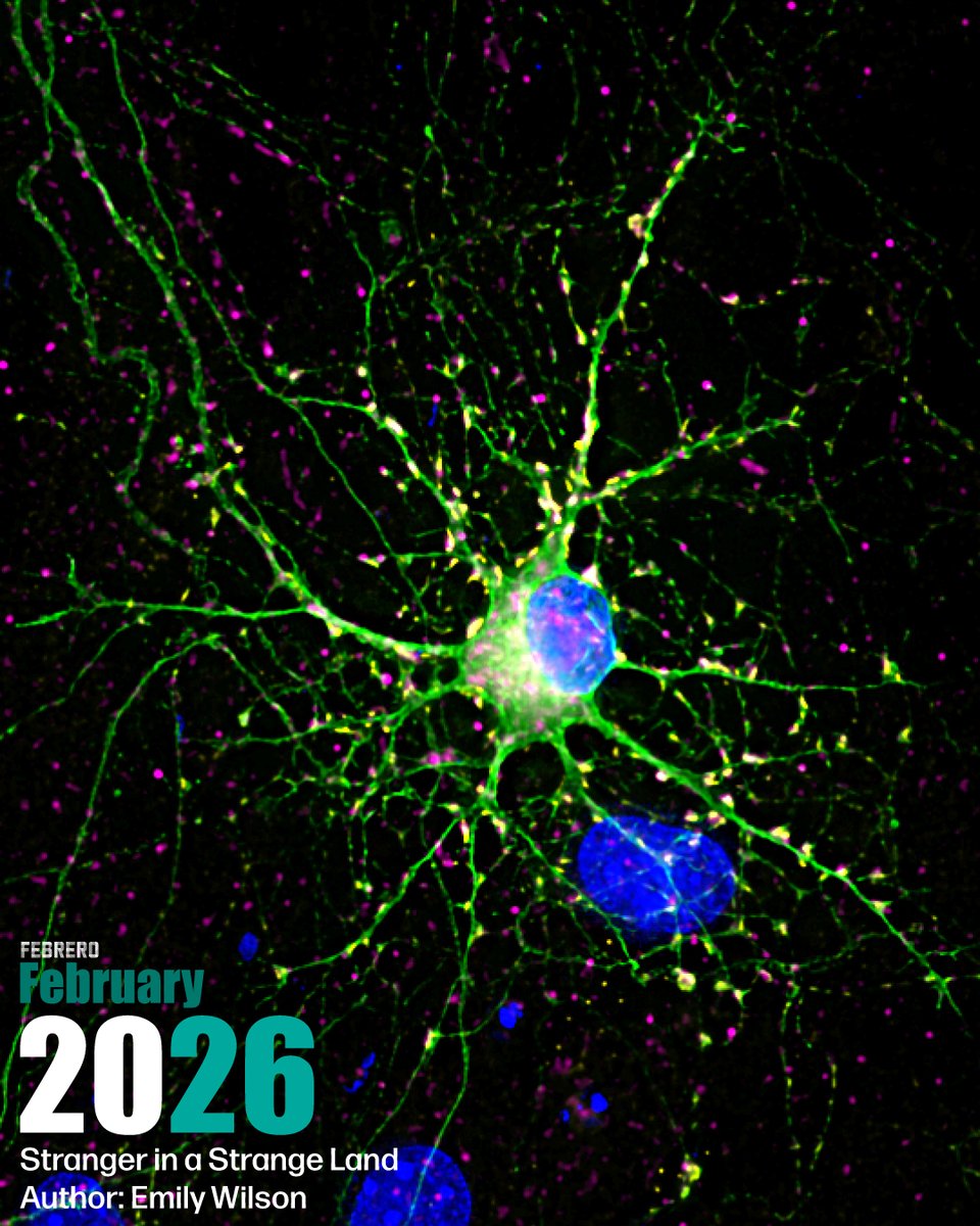 Instituto de Neurociencias UMH-CSIC tweet media