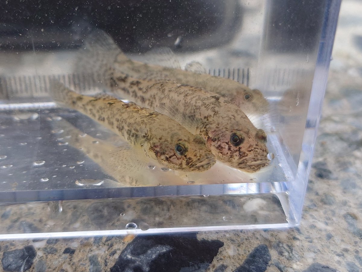 去年採集したジュズカケハゼ(広域分布種？)
春が待ち遠しいな
もう色出てるのかな