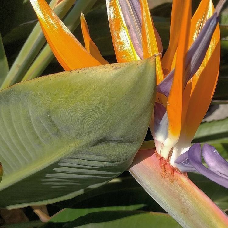 ًTrainee Haneen, 4 tweet media