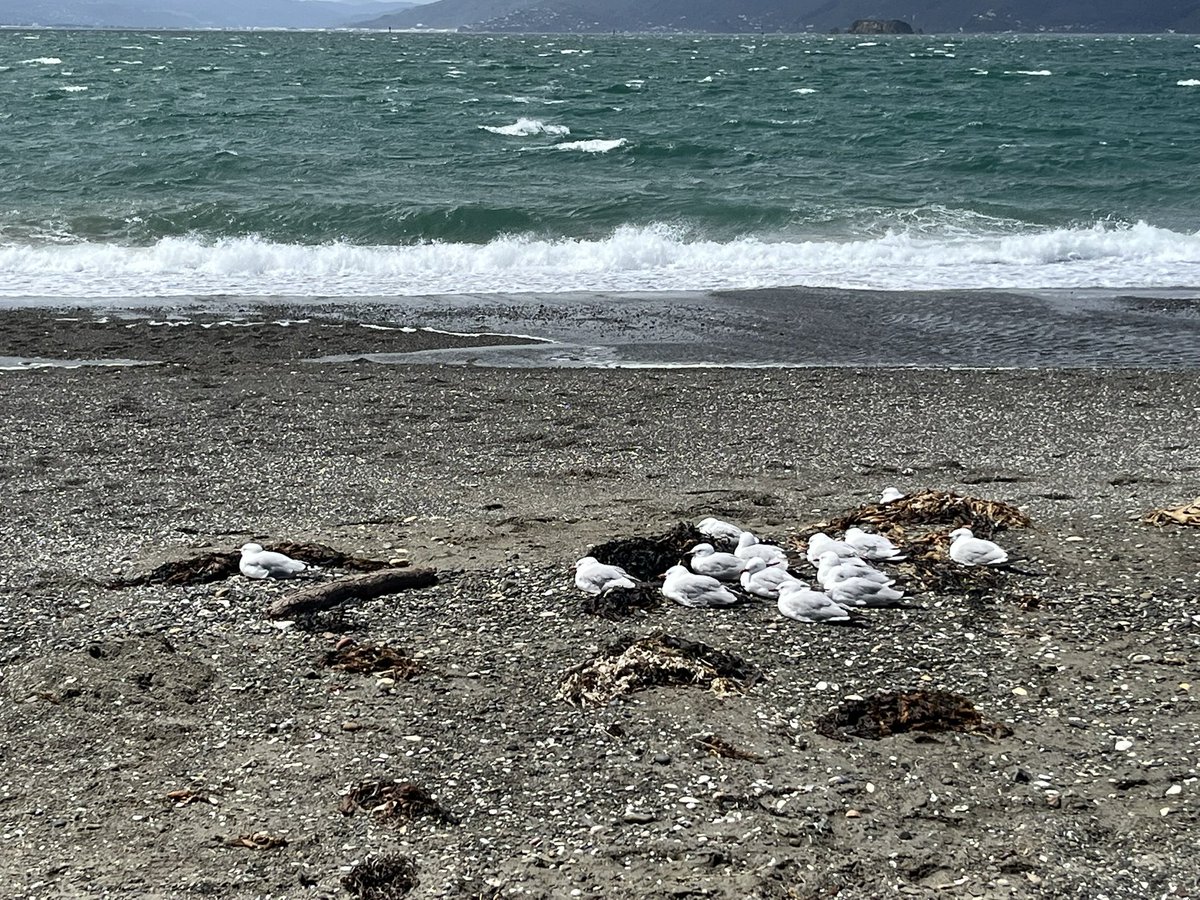 A huddle of seagulls knows how to deal with a wild #Wellington northerly.