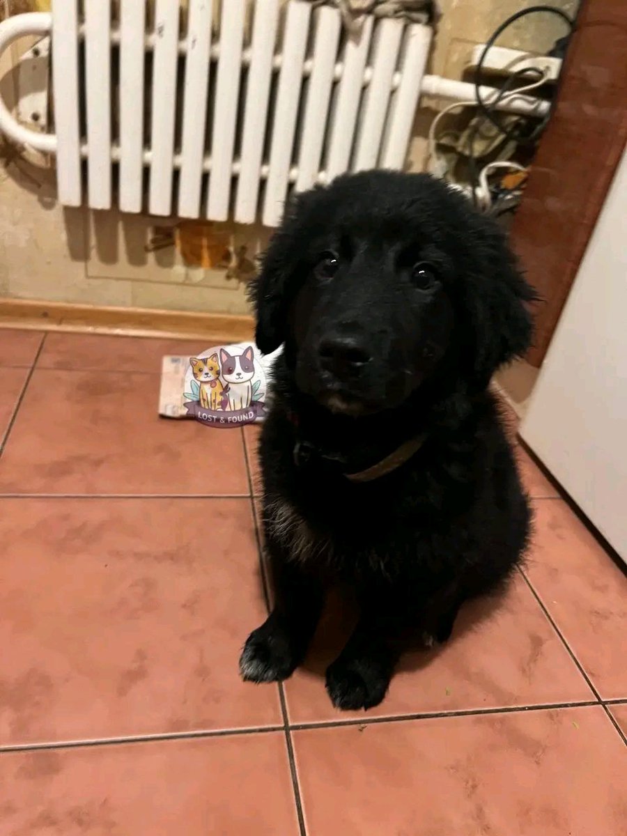 Proskoviia's tweet image. Харьков, февраль 2026
Алексеевка

Люди добрые!!!  я нашел щеночка маленького,кто может заберите пожалуйста.
Видно, что щенок породистый это мальчик приблизительно два месяца я живу на алексеевке вот мой номер для связи 0939513444
@Pirat1111