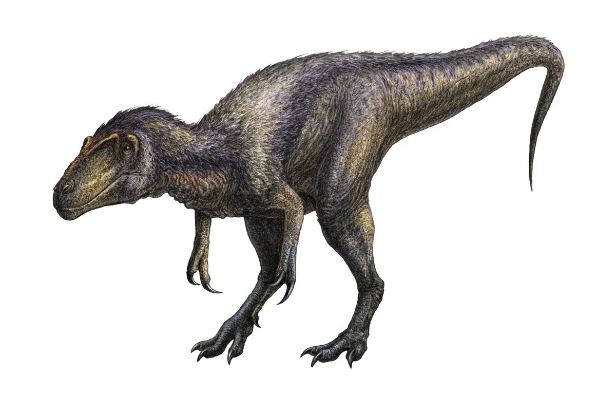 dimasaurus_art's tweet photo. Welcome back, Nanotyrannus!
N. lancensis, N. lethaeus
Which is your favourite?
#paleoart #nanotyrannus https://t.co/2L5g7p7Coh