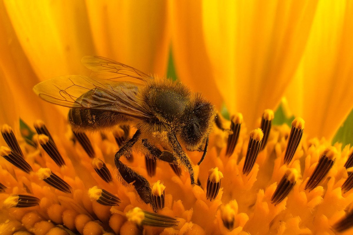 #foto_sociosSEEA ganadora del mes de FEBRERO en el Concurso SEEA 2026.  Apis mellifera en el proceso de polinización de girasol. Maribel Muñoz Maidero