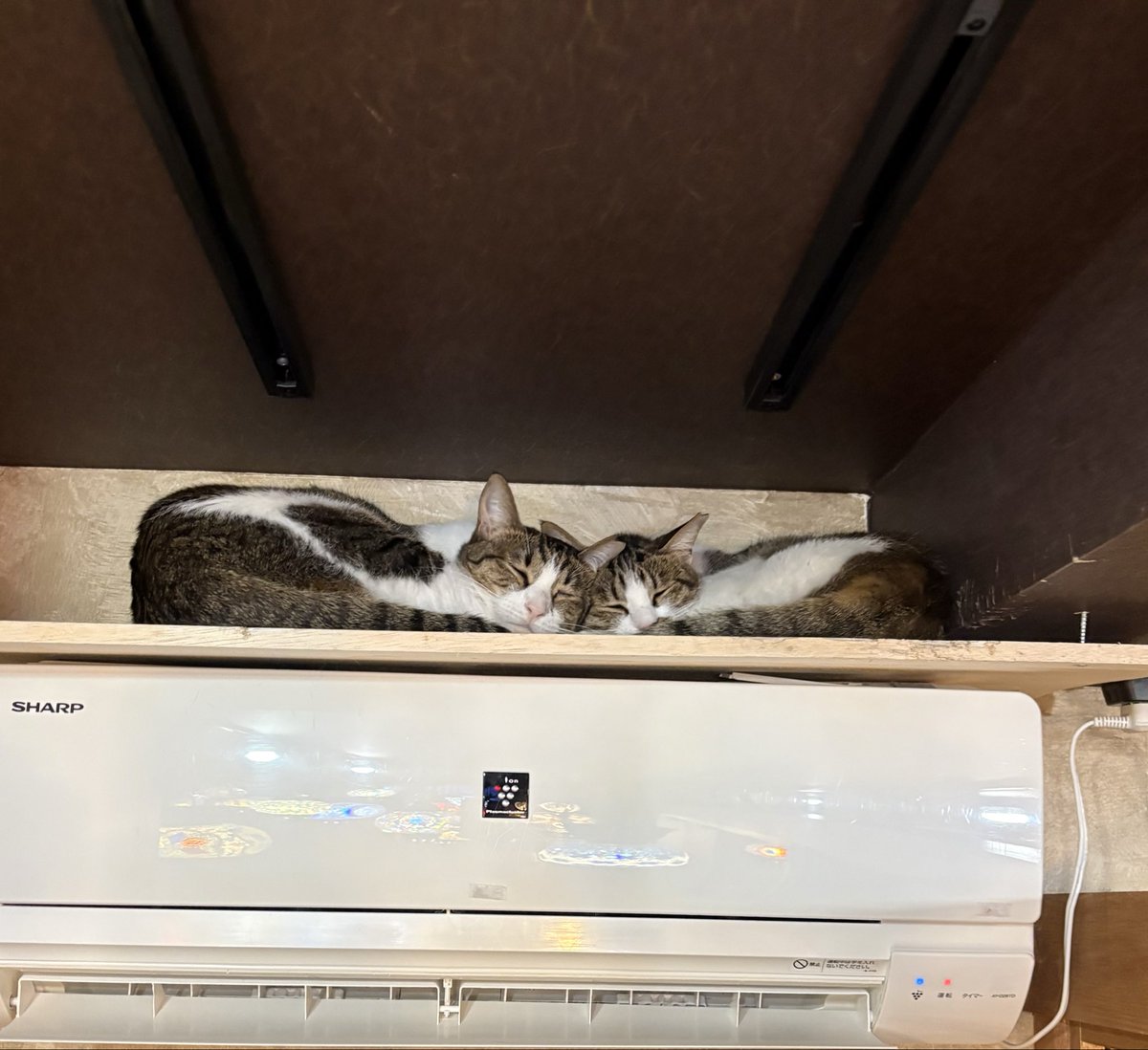 なかよし🤭
<a href="/Uriel0707Uriel/">保護猫cafe ウリエル</a>