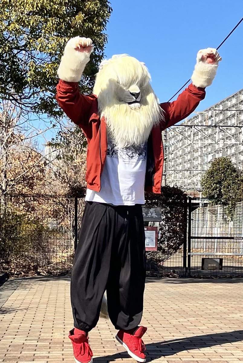 ライオンも広義で猫なので伸びるんです。
#FursuitEveryday
 #ケモノをみて今週もがんばりマンデー
#bLIONdfold