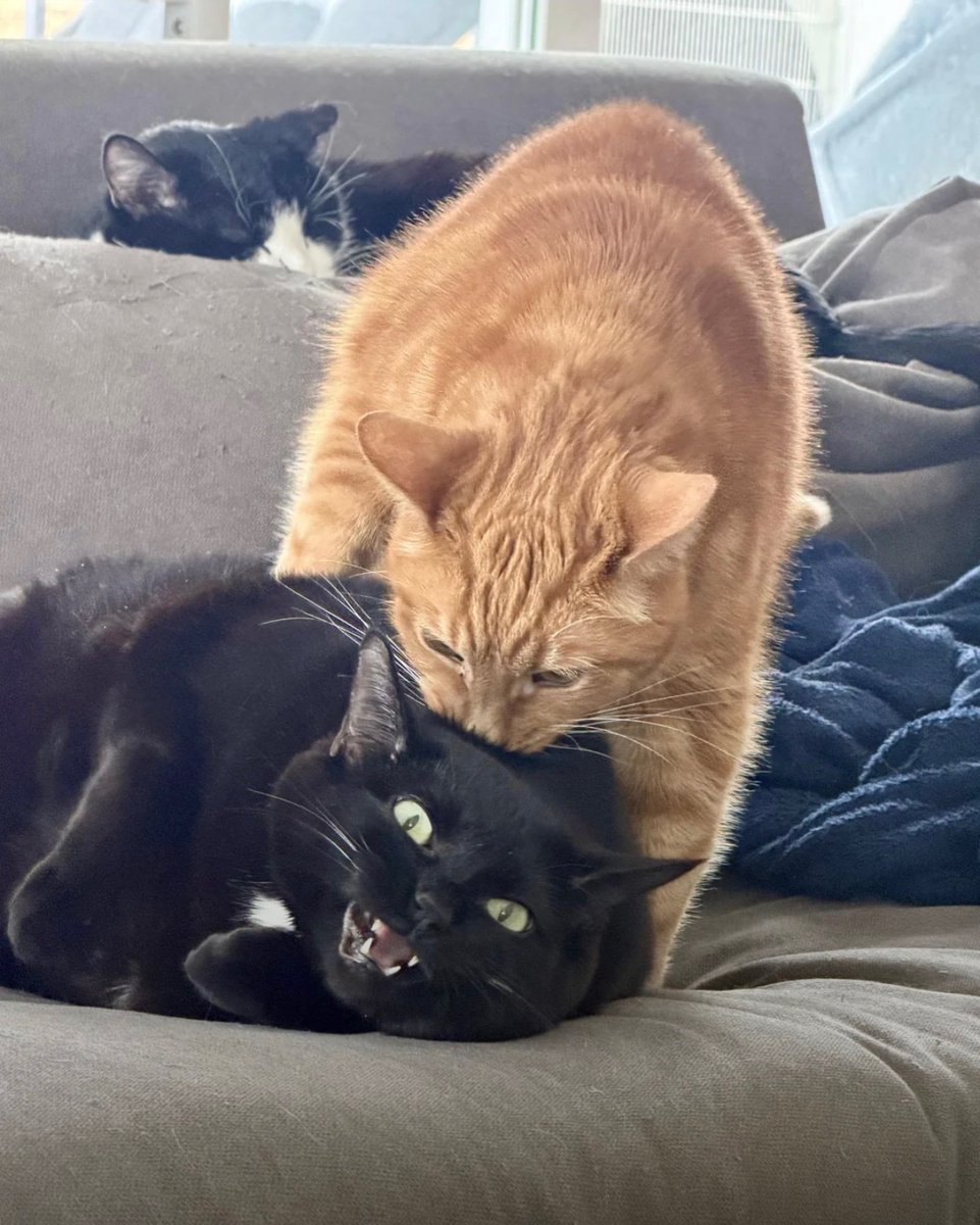 catshouldnt's tweet image. Tormenting his sister